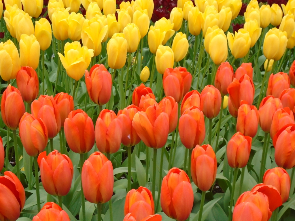 f:id:kulipa:20170602211505j:plain