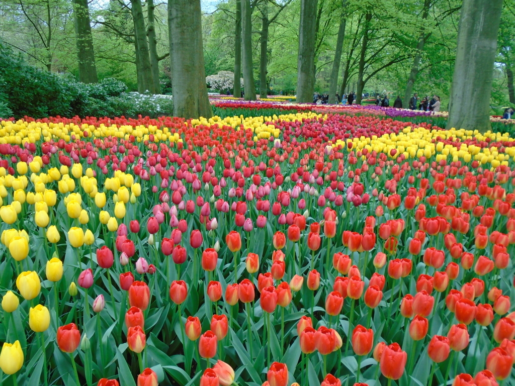 f:id:kulipa:20170611105722j:plain