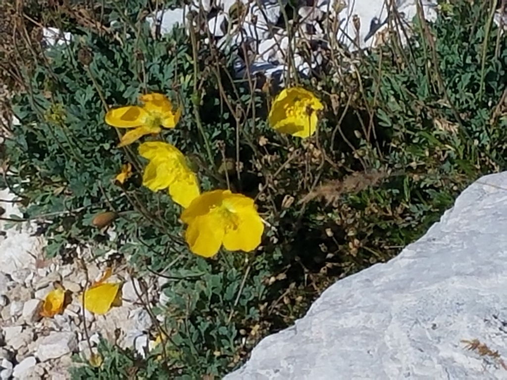 f:id:kulipa:20170910131454j:plain