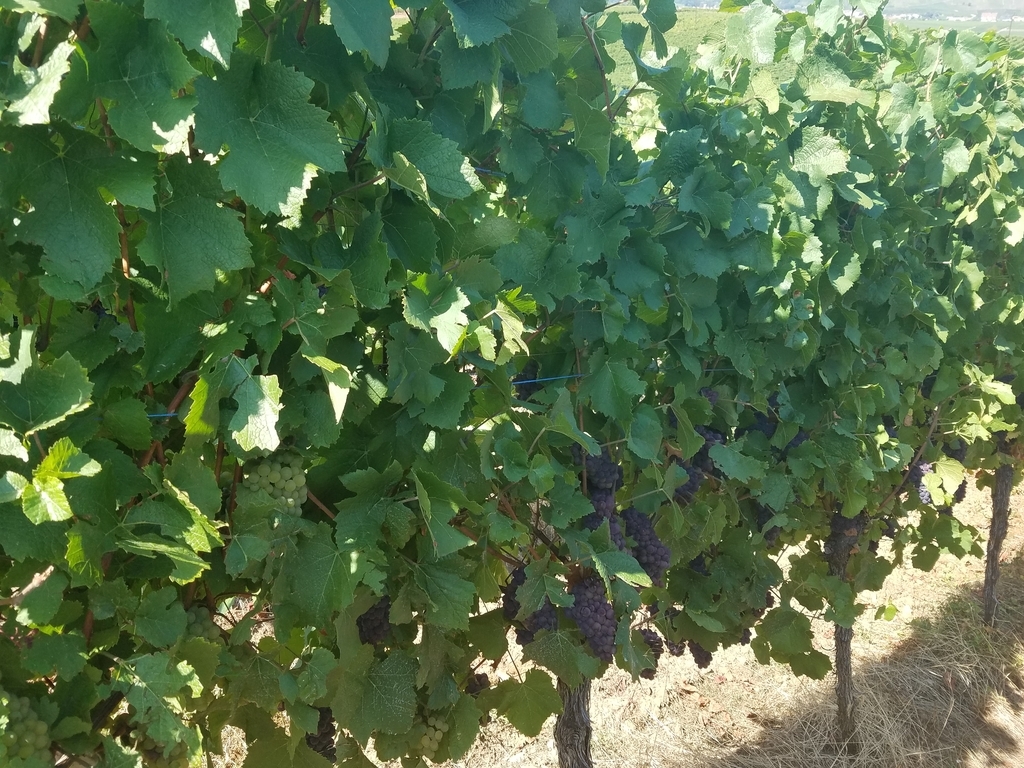 f:id:kulipa:20181102221718j:plain