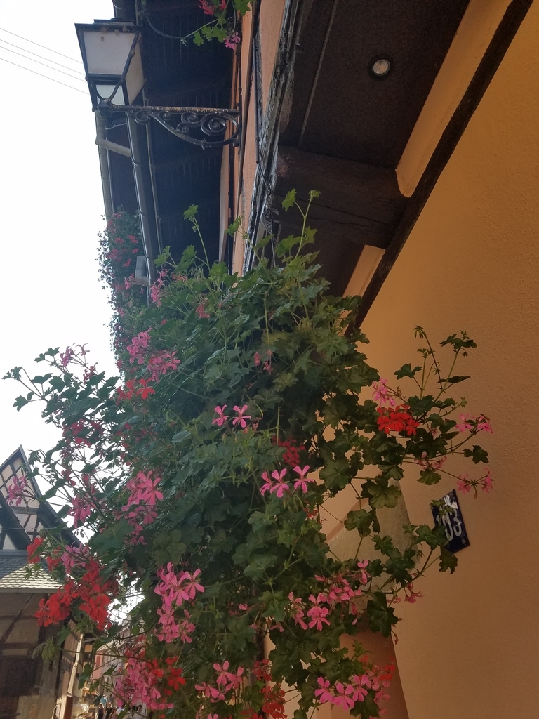 f:id:kulipa:20181102222158j:plain