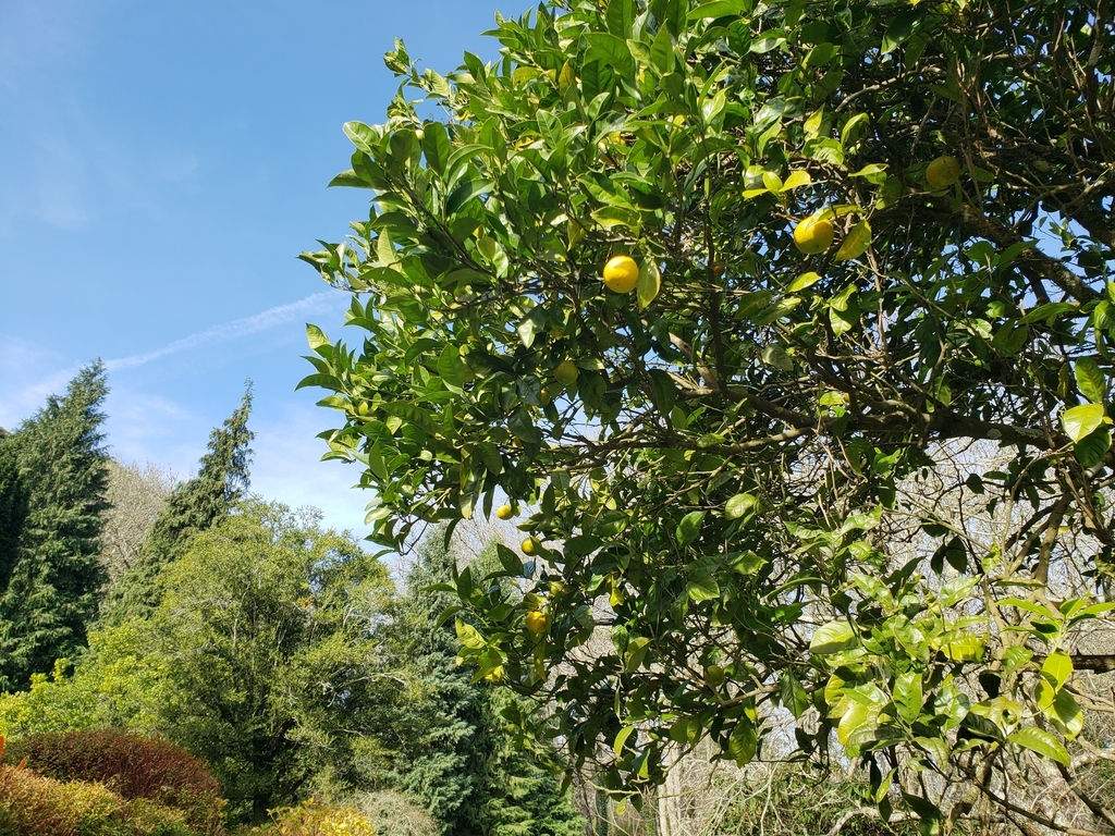 f:id:kulipa:20190115133035j:plain