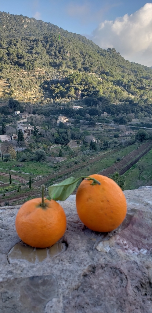 f:id:kulipa:20190125174338j:plain f:id:kulipa:20190125174338j:plain