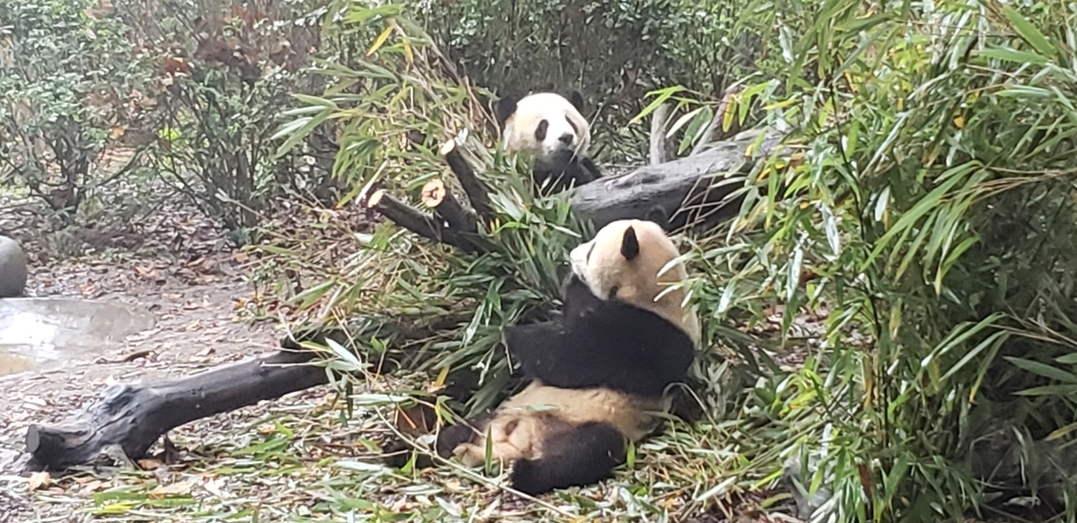 f:id:kulipa:20191109092939j:plain