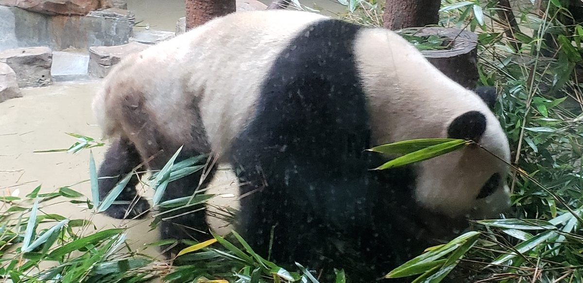 f:id:kulipa:20191109095155j:plain