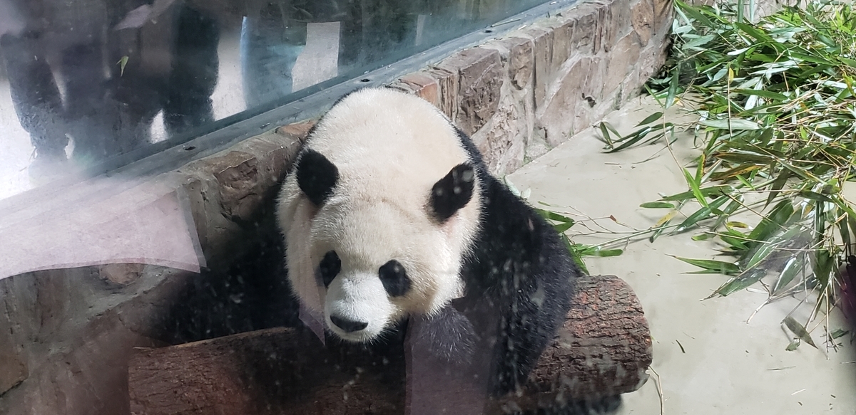 f:id:kulipa:20191109101104j:plain