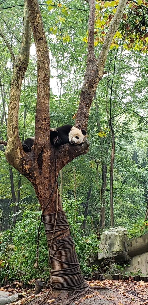 f:id:kulipa:20191109101159j:plain