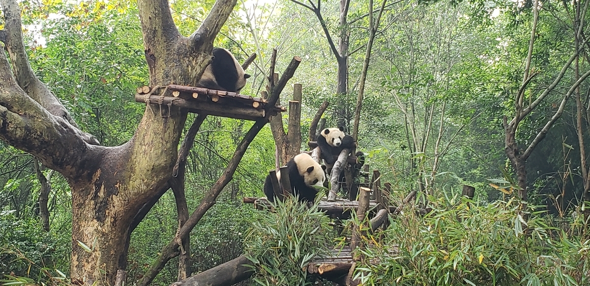 f:id:kulipa:20191109101323j:plain