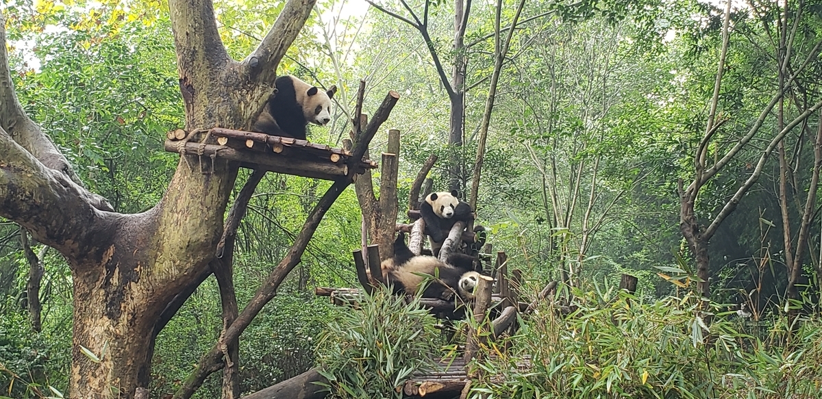 f:id:kulipa:20191109101409j:plain