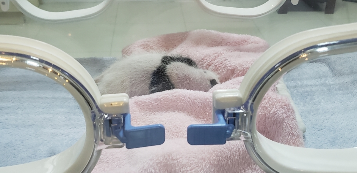 f:id:kulipa:20191109101852j:plain