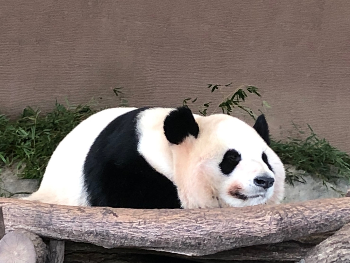 f:id:kulipa:20191225211800j:plain