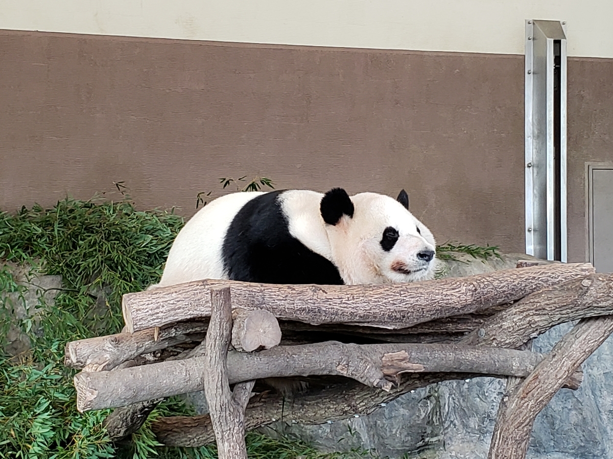 f:id:kulipa:20191225215606j:plain