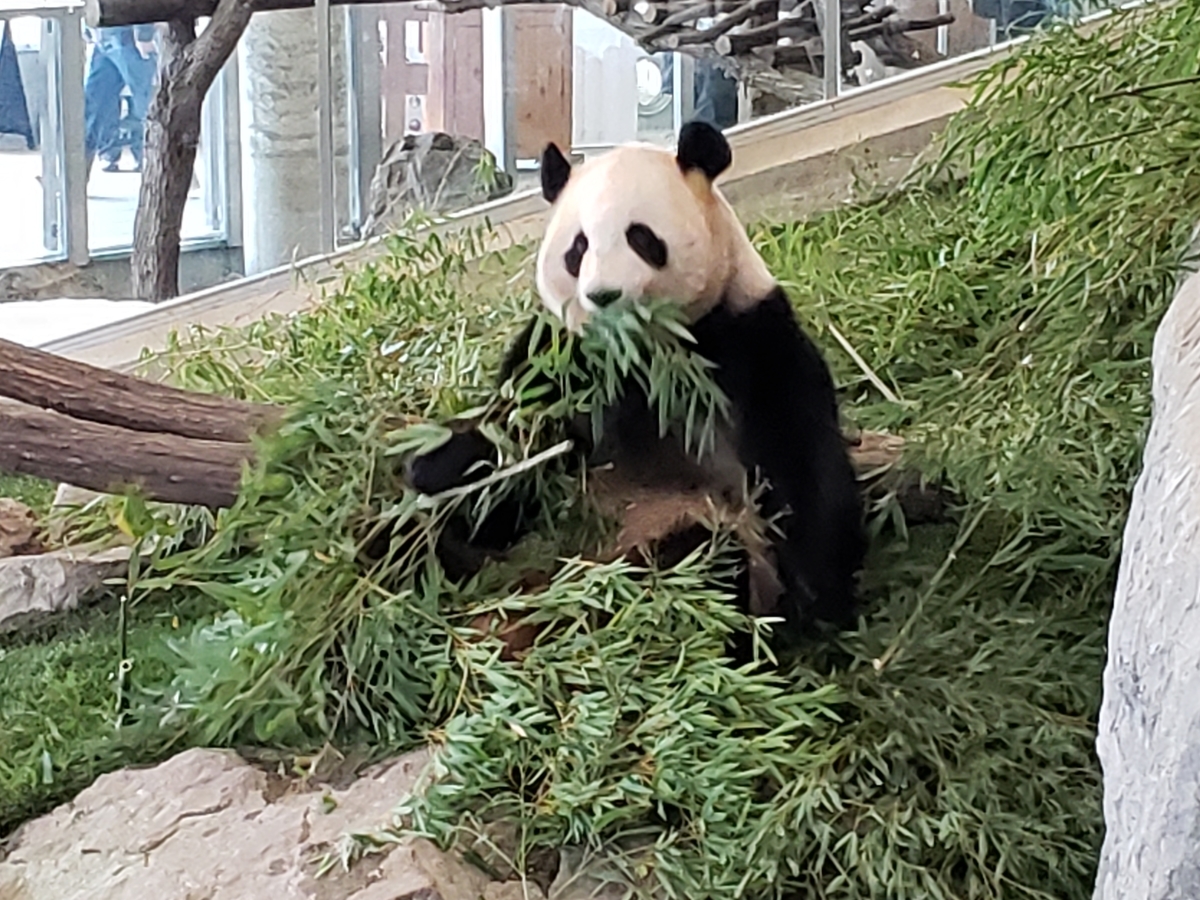 f:id:kulipa:20191225215748j:plain