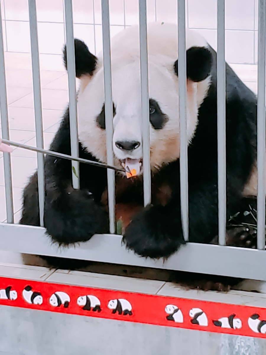 f:id:kulipa:20191226170410j:plain