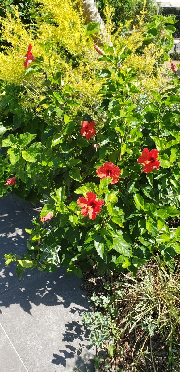 f:id:kulipa:20201021140747j:plain