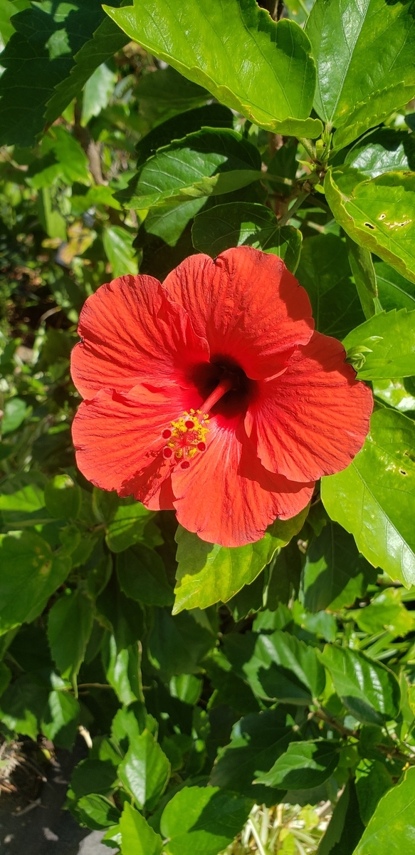 f:id:kulipa:20201022165009j:plain