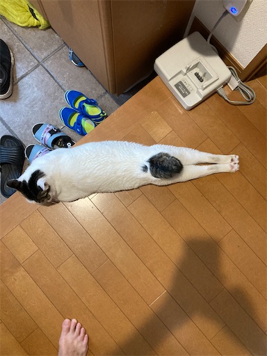 f:id:kulokikokoro:20200821125521j:image