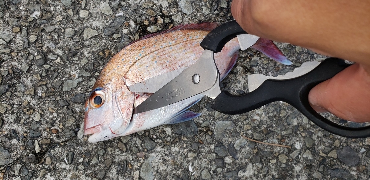 釣った魚の調理 釣った魚の下処理の方法 くまの100均フィッシング