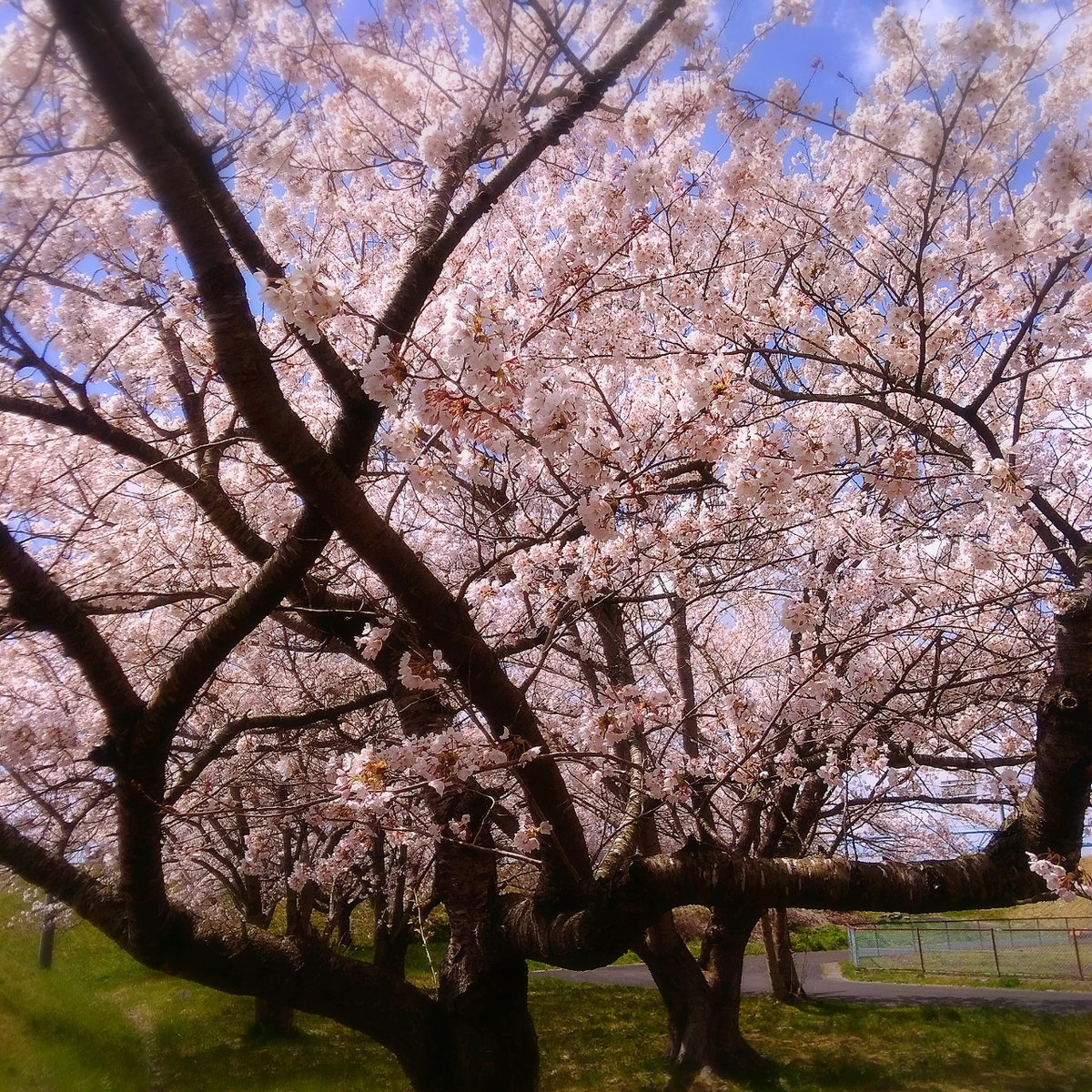 f:id:kuma-maro0720:20200415003603j:plain f:id:kuma-maro0720:20200415003603j:plain