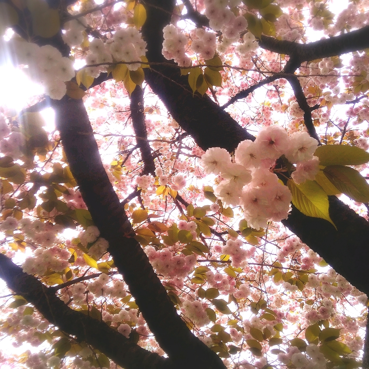 f:id:kuma-maro0720:20200502025403j:plain f:id:kuma-maro0720:20200502025403j:plain