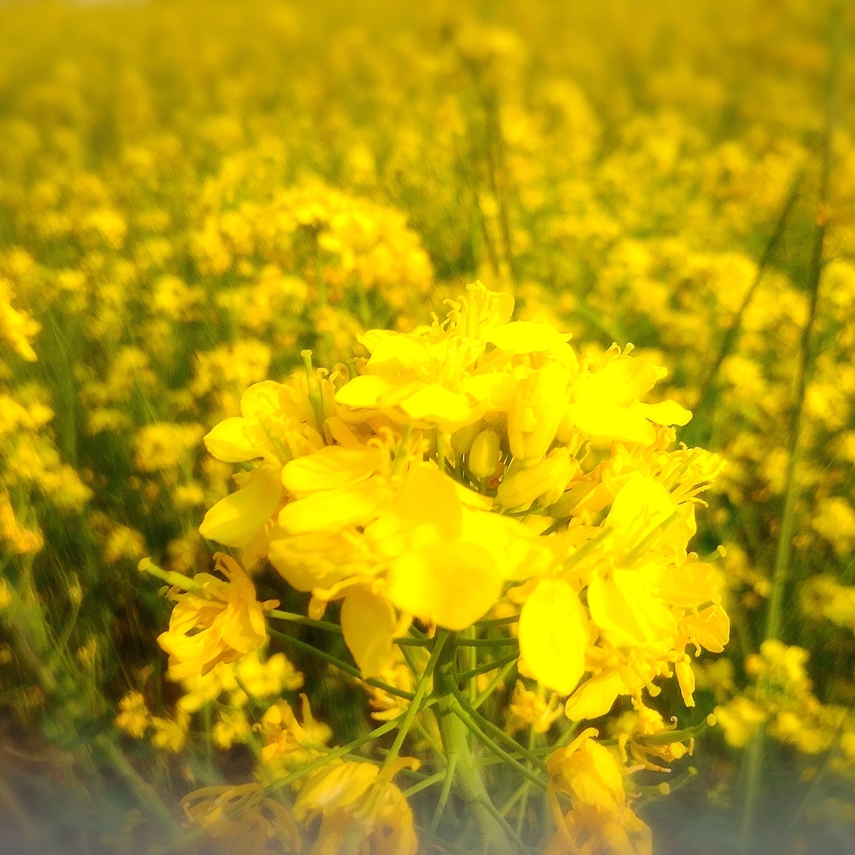 f:id:kuma-maro0720:20200503013715j:plain f:id:kuma-maro0720:20200503013715j:plain