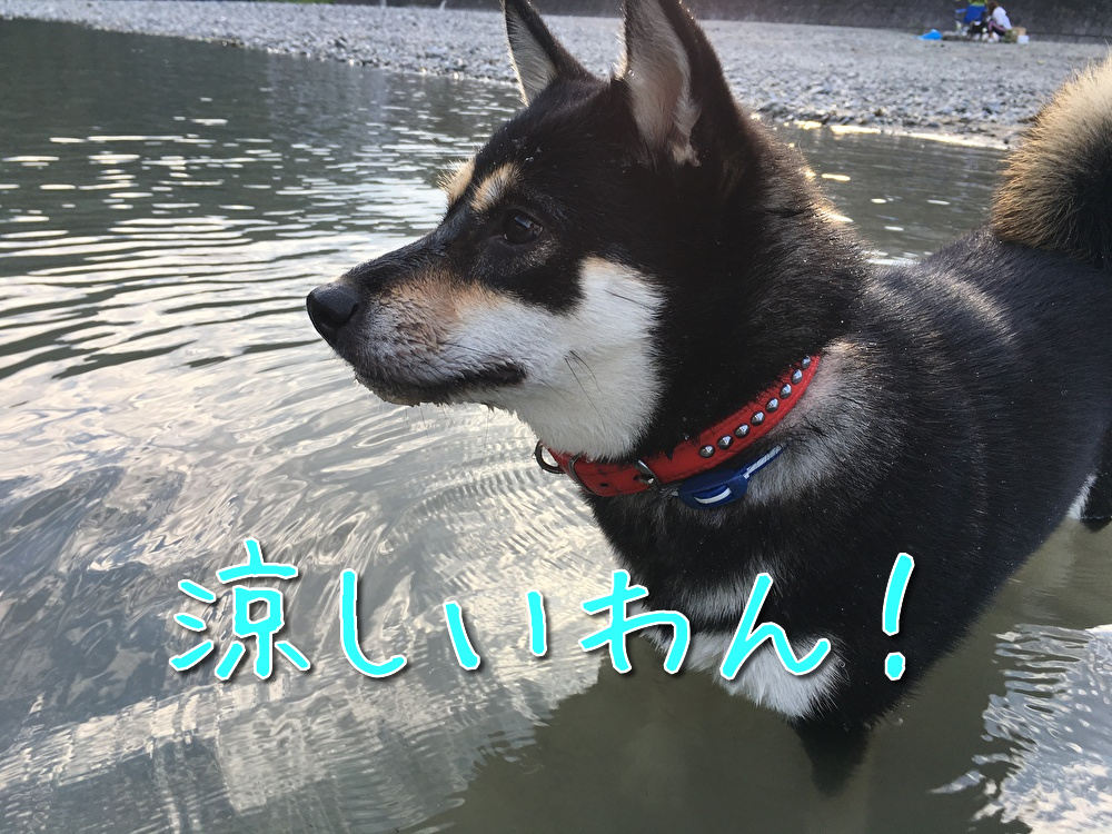 f:id:kuma306146:20190926203409j:plain