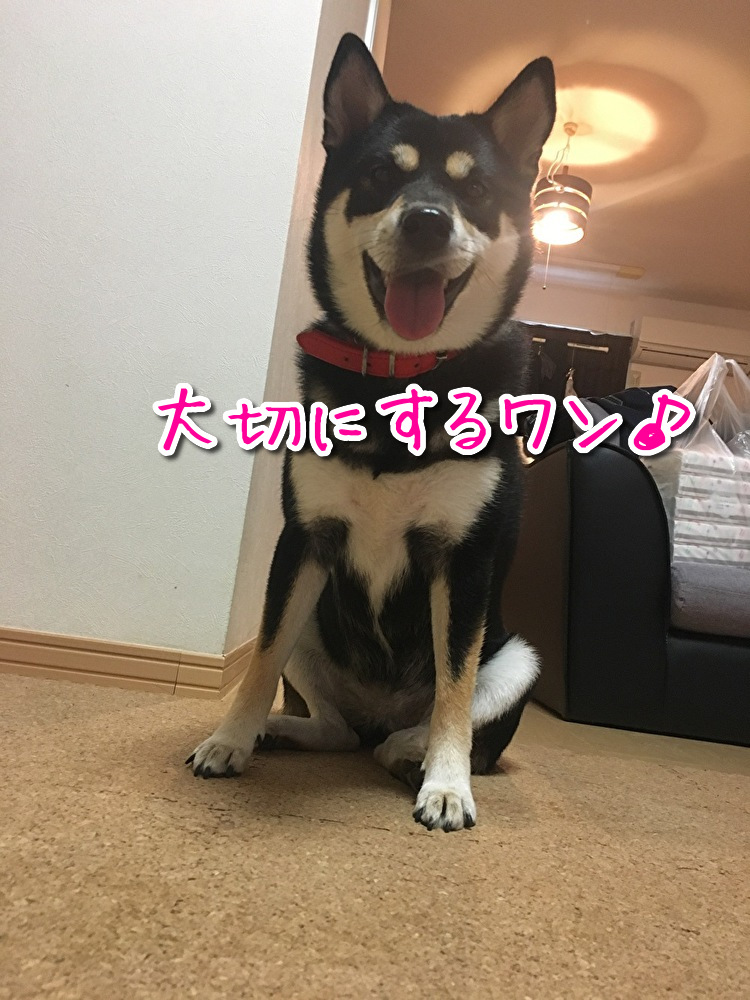 f:id:kuma306146:20191013213318j:plain