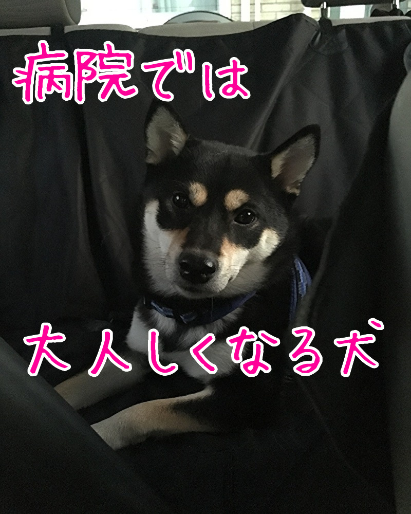 f:id:kuma306146:20191115211658j:plain