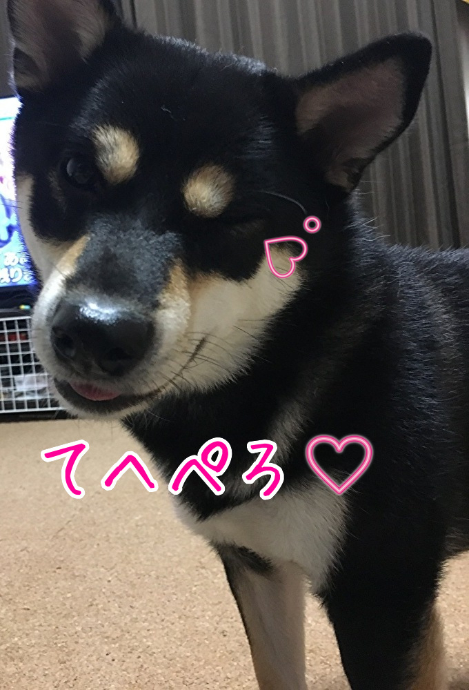 f:id:kuma306146:20191115212050j:plain