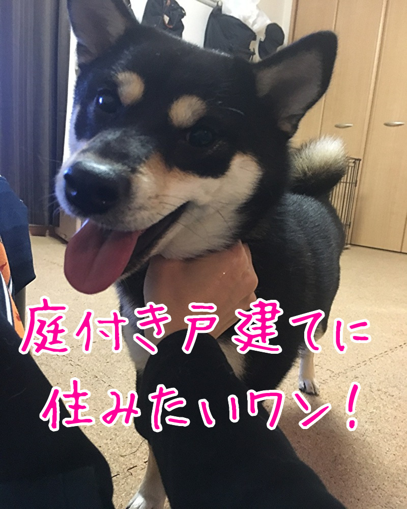 f:id:kuma306146:20191119234920j:plain