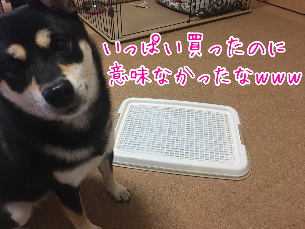 f:id:kuma306146:20191128212744j:plain