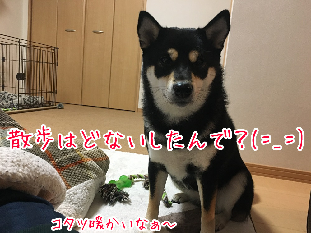 食欲がない時の食事 3 犬とウサギと生きることにした