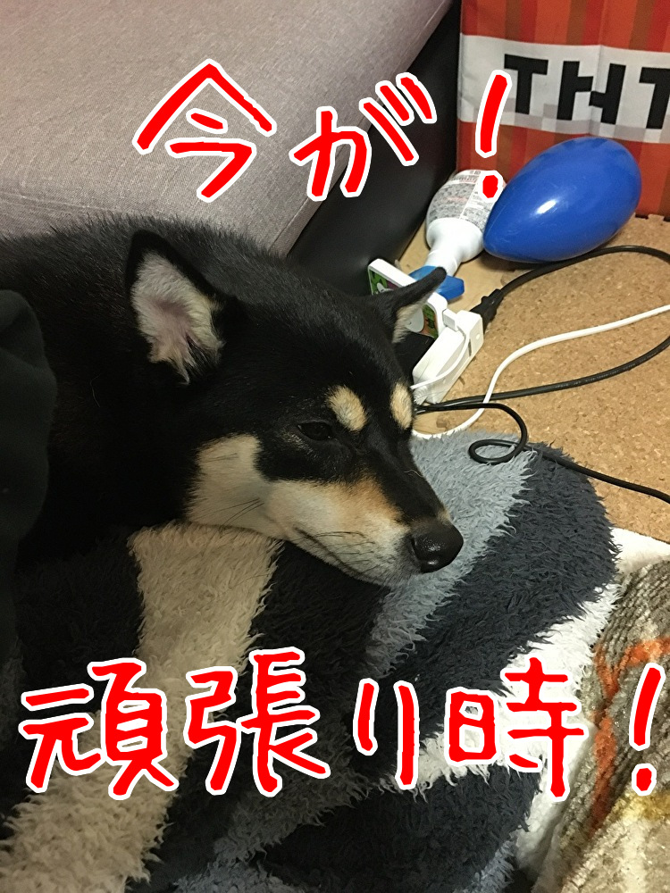 f:id:kuma306146:20200113224632j:plain