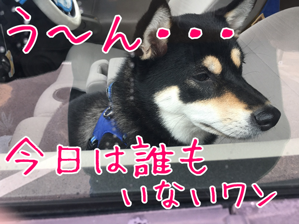 f:id:kuma306146:20200114190847j:plain