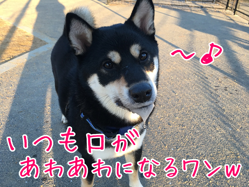 f:id:kuma306146:20200118205815j:plain