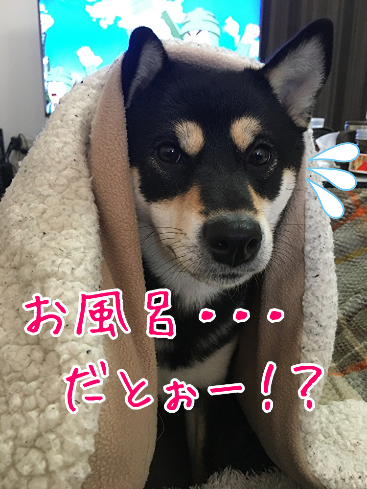 f:id:kuma306146:20200118205956j:plain