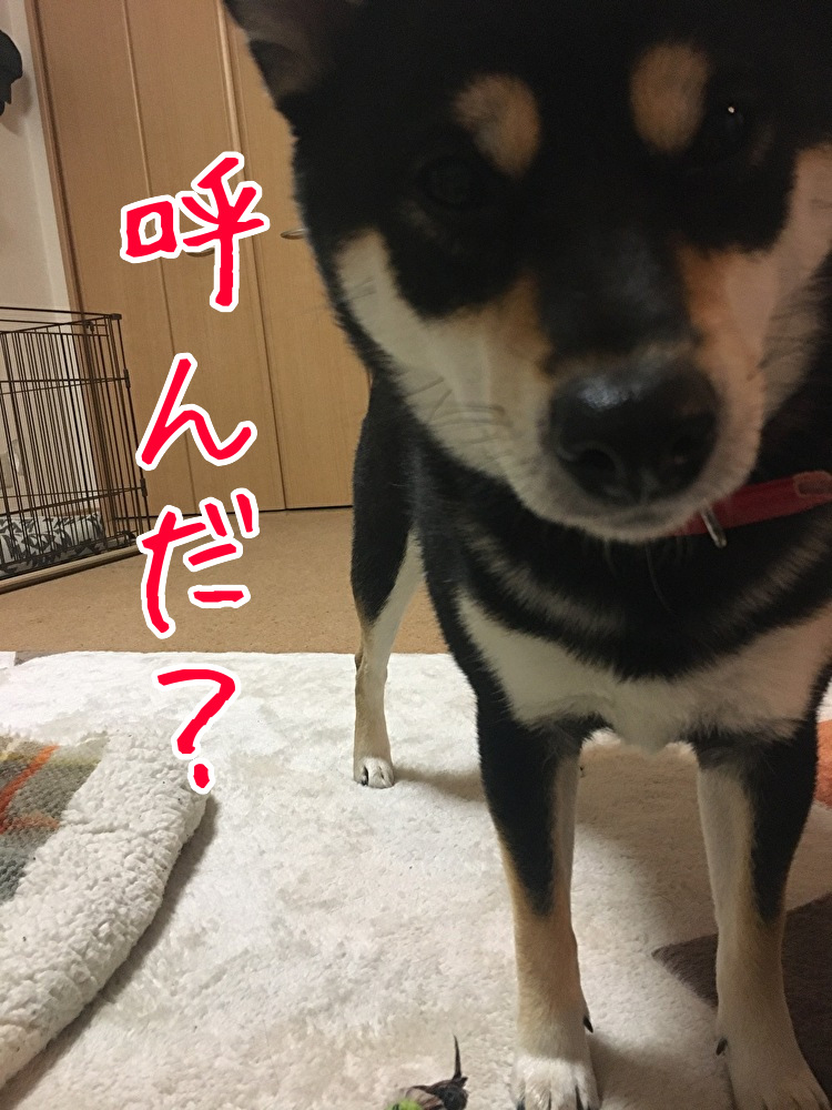 f:id:kuma306146:20200223211024j:plain