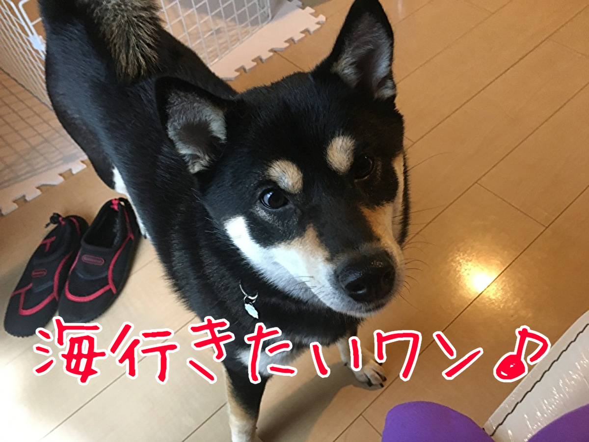 f:id:kuma306146:20200226095022j:plain