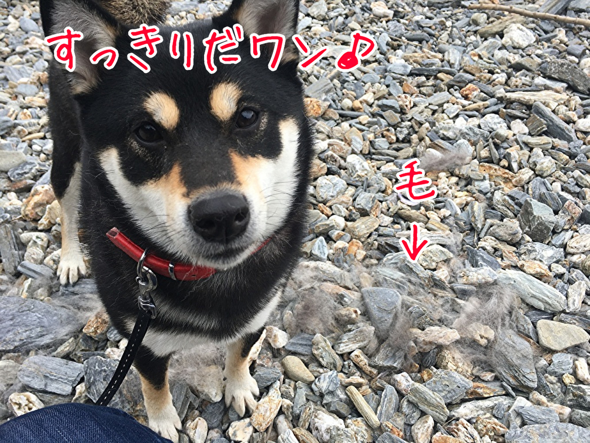 f:id:kuma306146:20200228132940j:plain