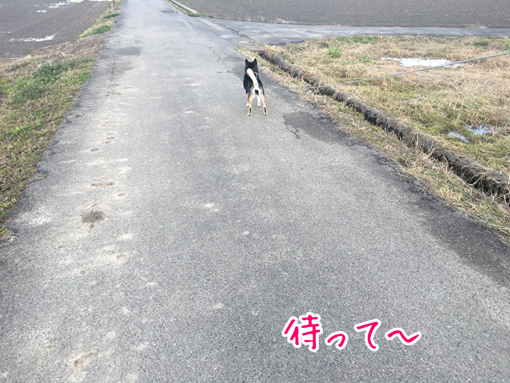 f:id:kuma306146:20200308172803j:plain