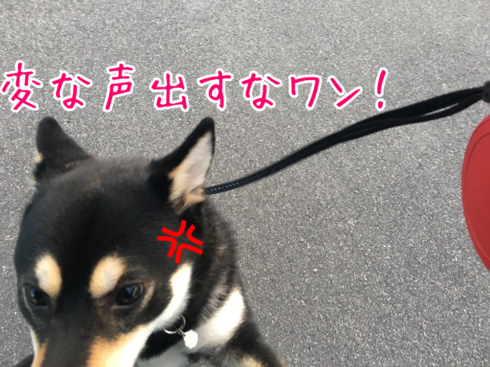 f:id:kuma306146:20200308173340j:plain