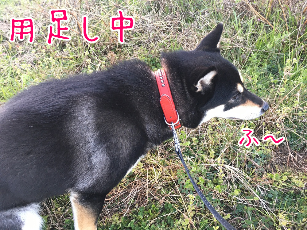 f:id:kuma306146:20200308173658j:plain