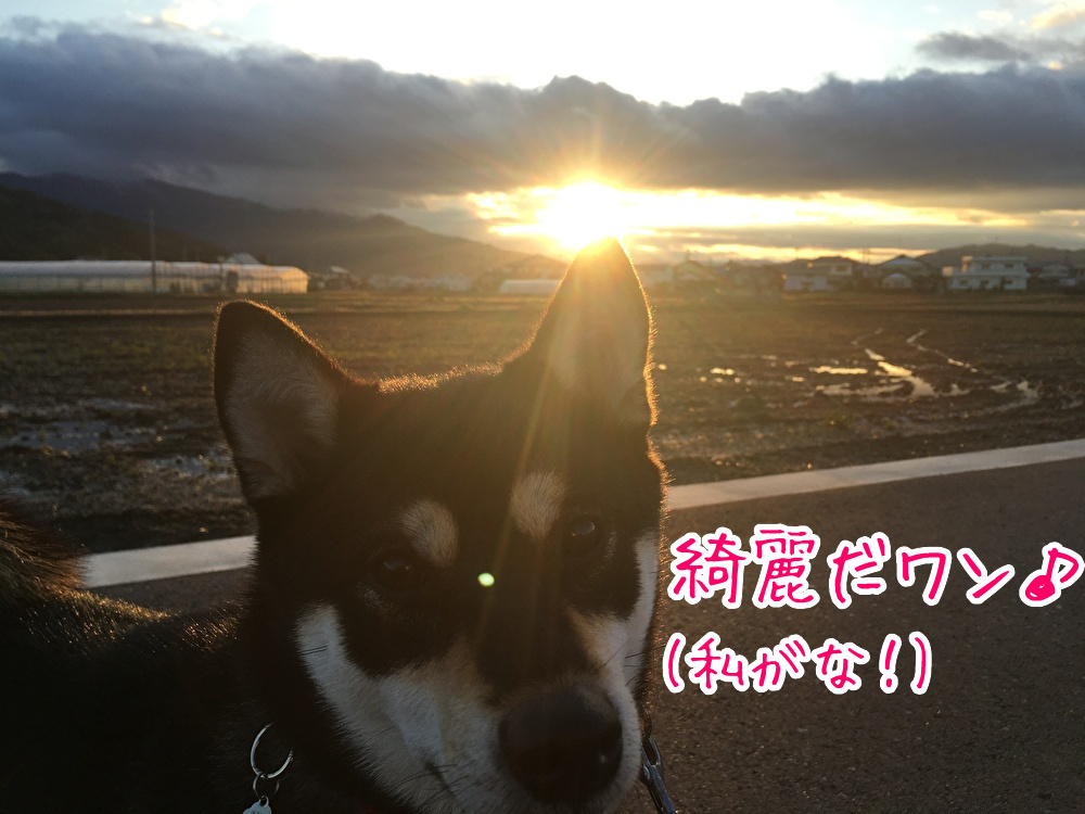 f:id:kuma306146:20200308173831j:plain