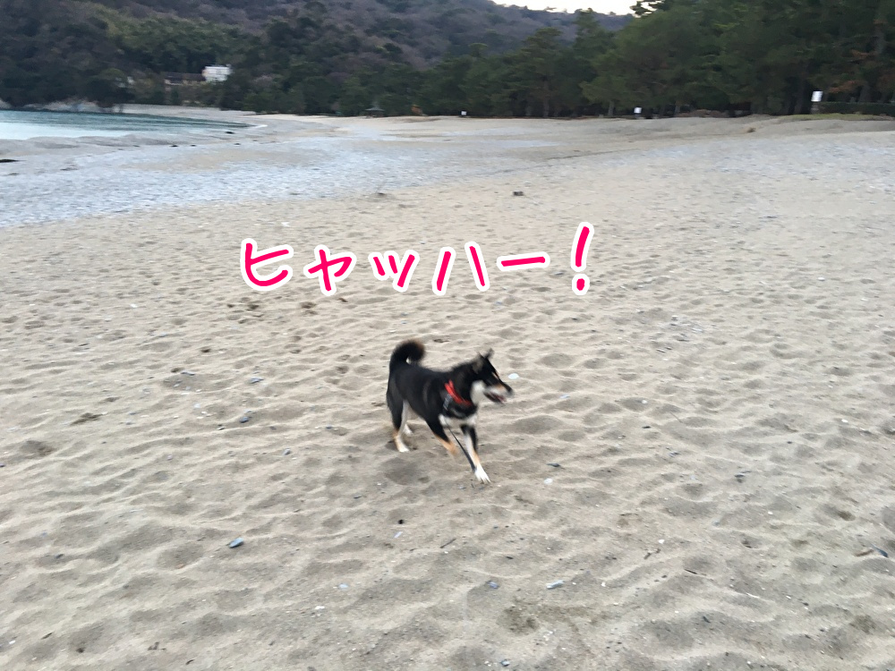 f:id:kuma306146:20200311175922j:plain