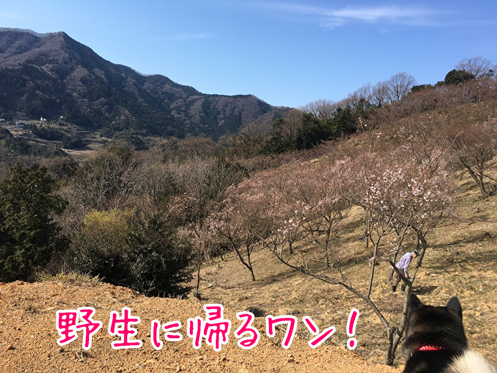 f:id:kuma306146:20200329205107j:plain f:id:kuma306146:20200329205107j:plain