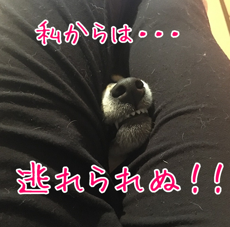 f:id:kuma306146:20200413234816j:plain