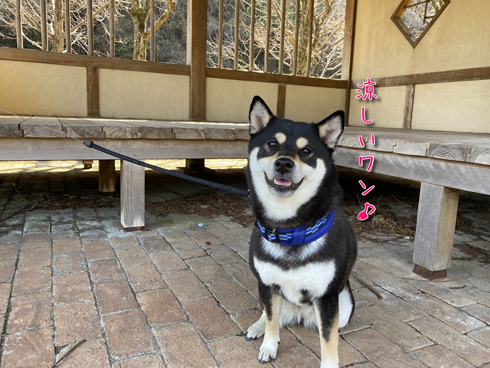 串なし フライパンで焼き鳥 ｂ 犬とウサギと生きることにした