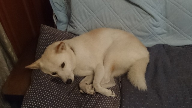 f:id:kuma4471:20191027191919j:image