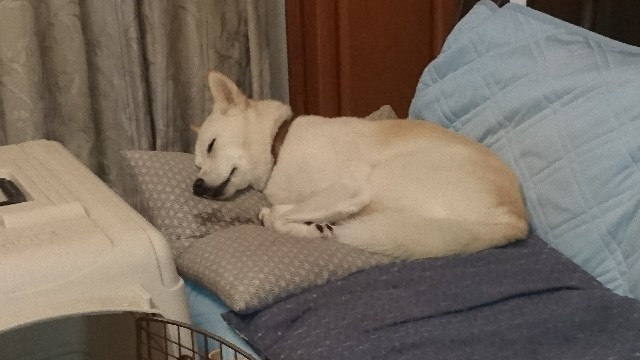 f:id:kuma4471:20191027192003j:image