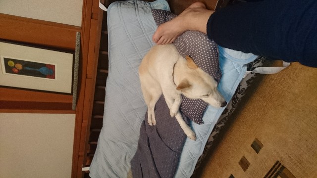 f:id:kuma4471:20191027192023j:image